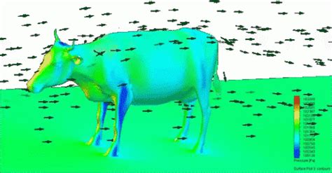 Cow Airflow GIF - Cow Airflow Diagram - Discover & Share GIFs