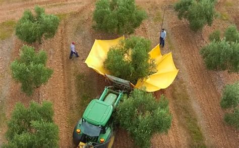 Olive oil harvest