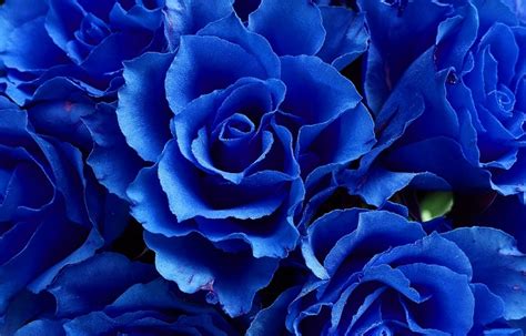 Blue Rose – Meaning and Symbolism