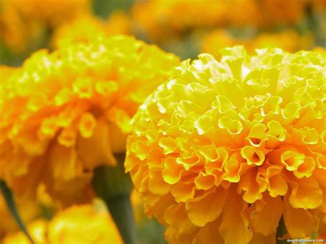 Yellow Marigolds wallpaper