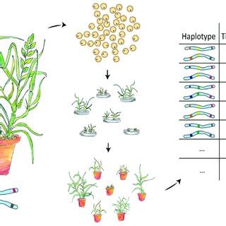 Schematic representation of a direct haplotype mapping strategy by DH... | Download Scientific ...