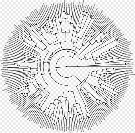 Tree Of Life, Phylogenetic Tree, Phylogenetics, Clade, Diagram ...