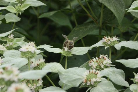 Coevolution of Plants & Pollinators Workshop