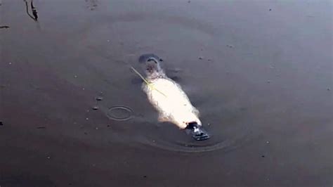 Unique albino Platypus found in Aussie creek prompts conservation concerns | news.com.au ...