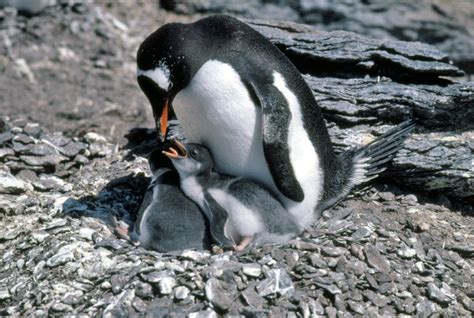 Gentoo Penguin Facts For Kids | Kids Matttroy