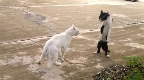 cats fighting video funny - YouTube