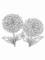 Zinnia coloring Pages sketch template