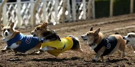 Cuteness overload on track at corgi races this weekend in Vancouver ...