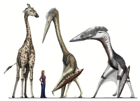 A rarely seen comparison between giant azhdarchid pterosaurs and a large male giraffe ...