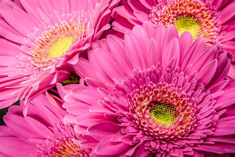 Download Pink Flower Flower Nature Gerbera HD Wallpaper