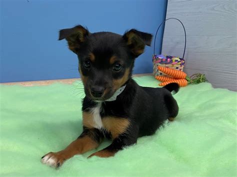 Blue Heeler/Rat Terrier mix Puppy Black and White ID:20607 Located at Petland Batavia, Illinois