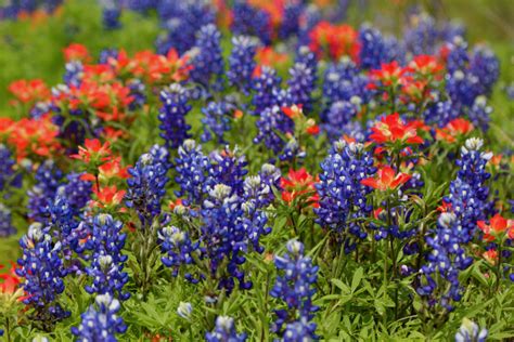 Indian Paintbrush: The Wildflower That Paints the Roadsides