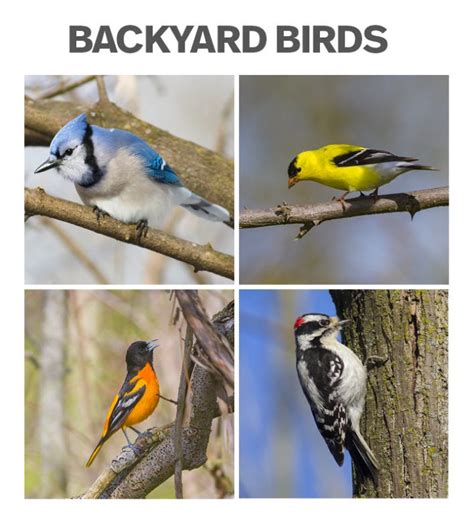 8 Easy Ways to Identify Backyard Birds - Bird Photography Life