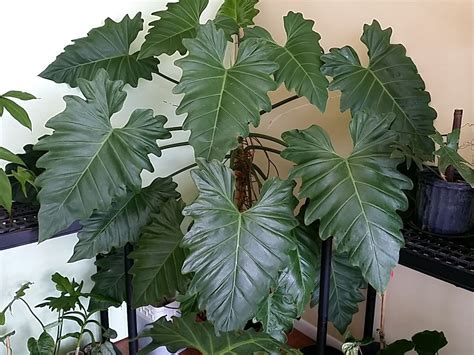 PHILODENDRON SUBINCISUM *Giant Aroid* HUGE Leaves Climber aka Wilson ...