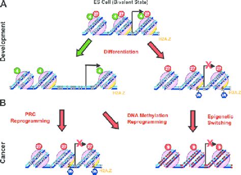 Reprogramming of the epigenome during development and tumorigenesis ...