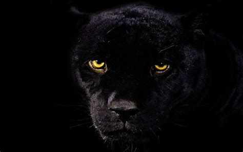 Black Leopard Wallpaper (71+ images)