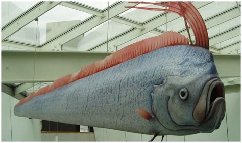 Sea Serpent - Can the Giant Oarfish Predict Earthquakes? | The Vintage News