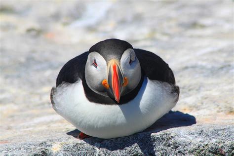 Atlantic Puffin Eye To Eye Photograph by John Burk