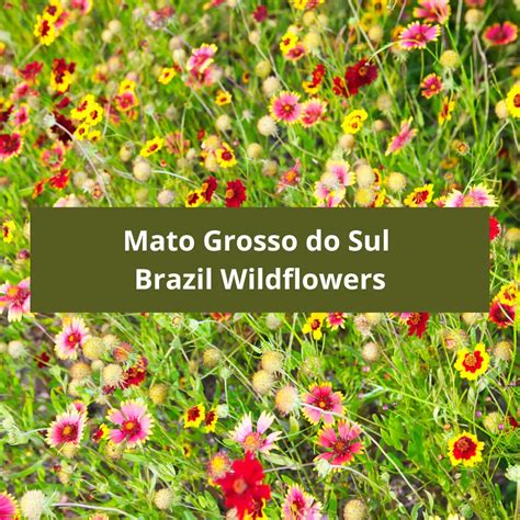 Mato Grosso do Sul Brazil Wildflowers