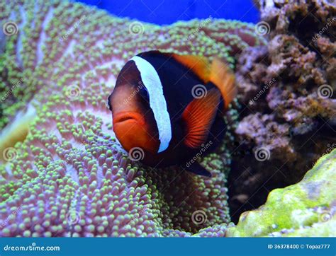 Nemo fish and sea anemone stock photo. Image of anemone - 36378400