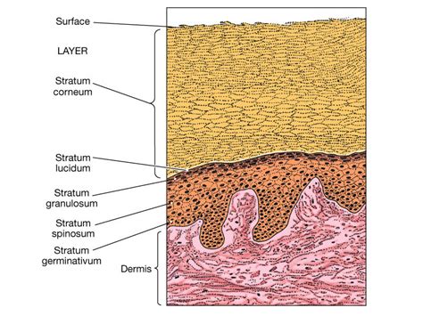 stratum germinatium layer - Ecosia | Mystic messenger email guide, Strata, Trees to plant