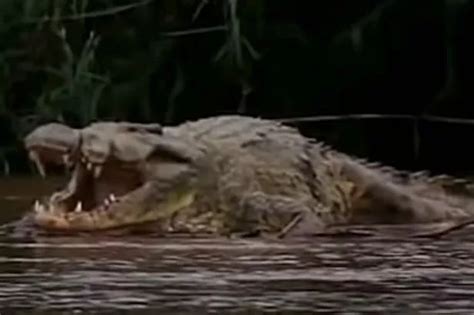 Man-eating crocodile 'never kills for fun' despite mauling over 300 ...