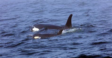 Two more Puget Sound orcas likely to die by summer, expert says