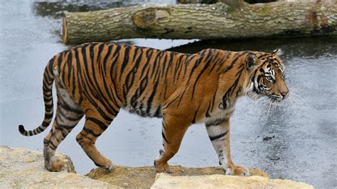 Sumatran tigers paired to mate have deadly interaction at London Zoo