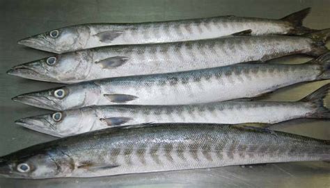 Barracuda Fish at Rs 250/kilogram | बाराकुडा फिश - Bose Worldwide, Kolkata | ID: 15108415155