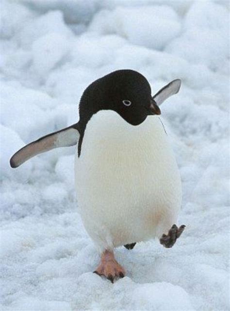 Adorable baby Adelie Penguin in Antartica #nature #Photography #Makeup #Quotes #Light #Art # ...