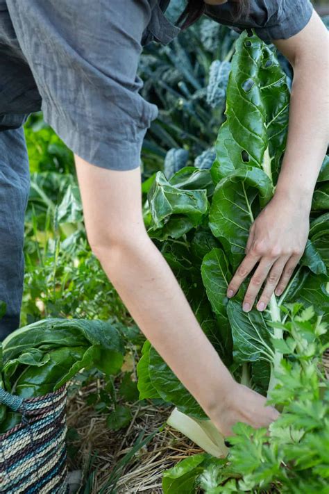 Three Incredibly Simple Silverbeet Recipes | Heartful Table