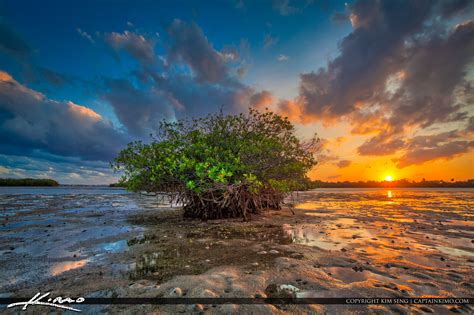 Mangrove Island Sunset Palm Beach Florida