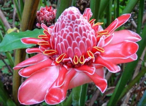 What kind of flora? - All about the Amazon Rainforest