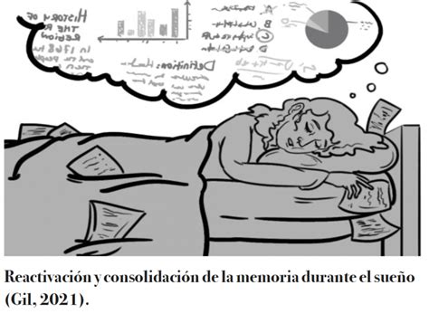 NEUROFISIOLOGÍA DEL SUEÑO Y SU IMPORTANCIA EN LA MEMORIA – Ciencia UANL