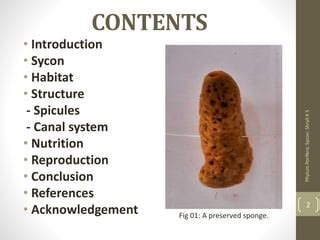 Phylum Porifera - Sycon | PPT