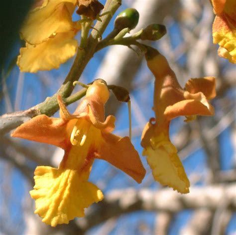 Gmelina arborea flowers | Gmelina arborea is a global planta… | Flickr