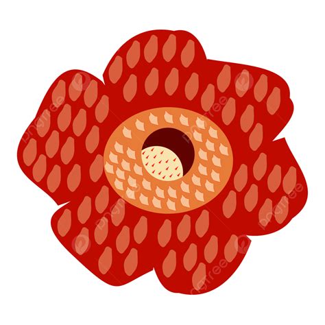 Rafflesia Arnoldi Flower Bunga, Rafflesia Arnoldii, Rafflesia, Flower PNG and Vector with ...