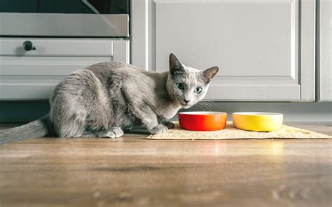 Transitioning to our Big Dog Raw Diet for Cats - Guides | Big Dog Pet Foods