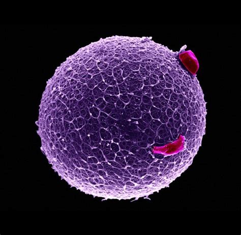 A human egg (With images) | Microscopic photography, Microscopic images, Micro photography