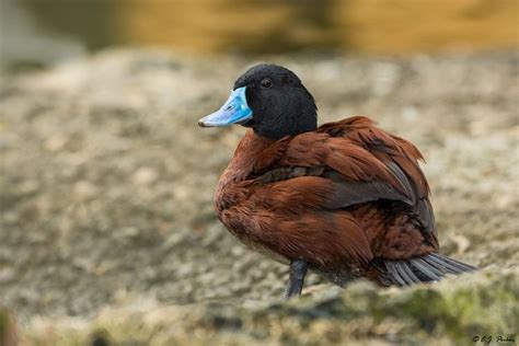 a brown and black duck sitting on the ground