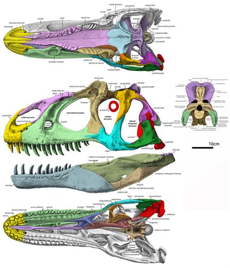 Allosaurus, Meraxes, Giganotosaurus and Afrovenator