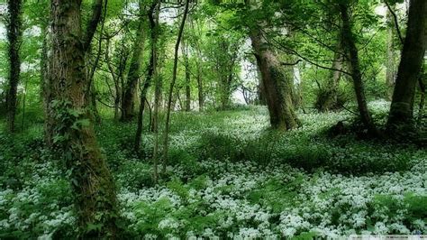 HD wallpaper: Dense Vegetation Forest, vines, green, flowers, nature and landscapes | Wallpaper ...