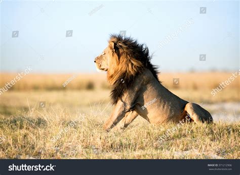 African Lion Savanna Stock Photo 371212906 | Shutterstock