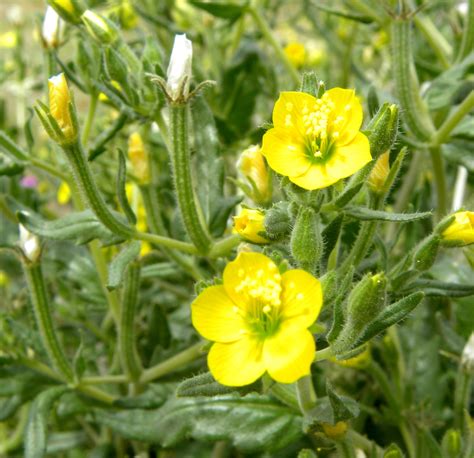 yellow wild flowers | Yellow Wildflower Identification (With images) | Yellow wildflowers, Wild ...