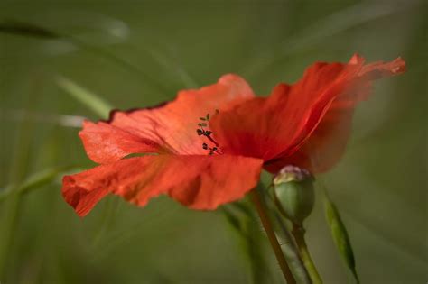 Poppy Corn Blossom - Free photo on Pixabay