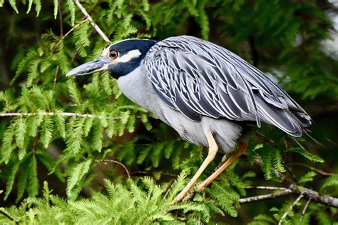 Yellow-Crowned Night Heron