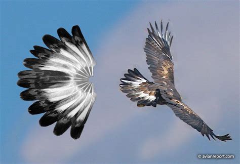 How To Age A Golden Eagle By Its Tail - Avian Report