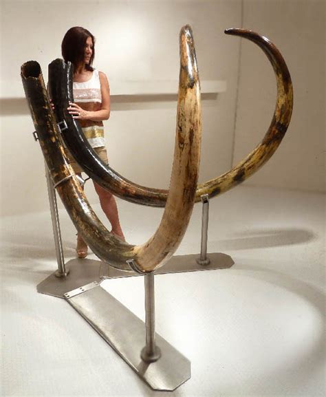 LARGEST MAMMOTH TUSK PAIR WOOLLY WOOLY MAMMOTH TUSKS