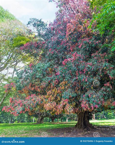 The big ironwood tree stock photo. Image of ironwood - 93270496