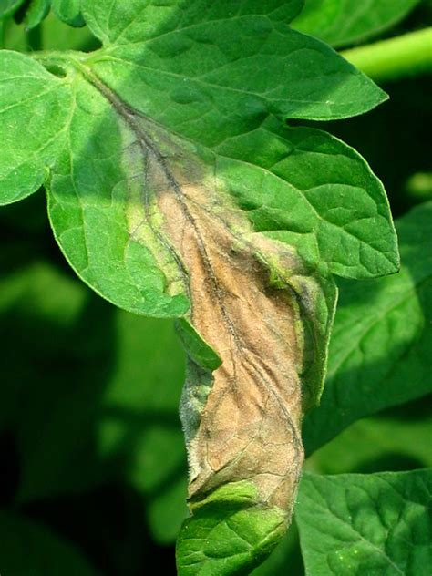 Late Blight on tomato plants - Homestead Gardens, Inc. | Homestead Gardens, Inc.